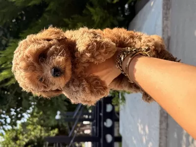 Toy Poodle Fiyat 2. Planda Aile Arıyoruz