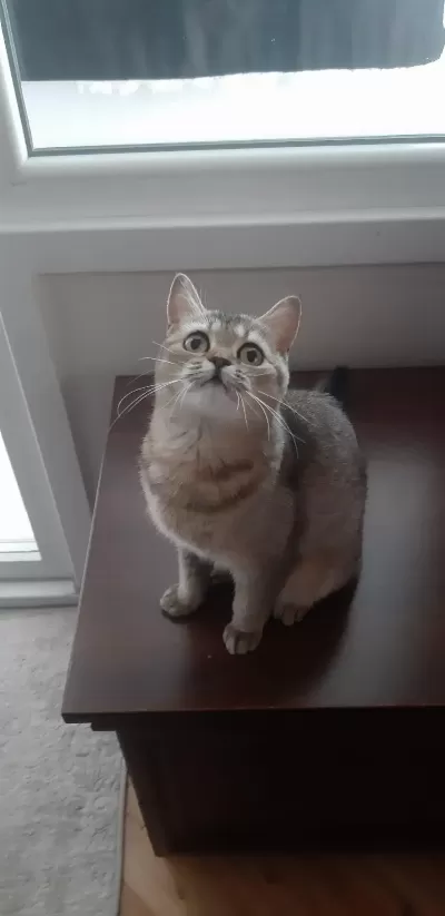 Black Golden British Shorthair