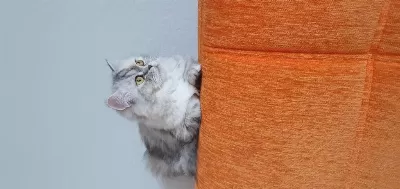 Biblo Kadar Güzel British Longhair