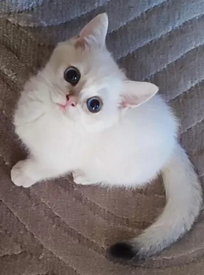 Safkan British Shorthair