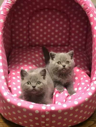 Gri British Shorthair Yavrularim