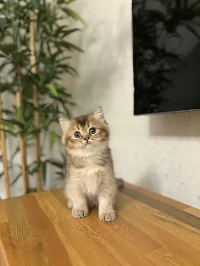 British Shorthair Golden Yavrularim