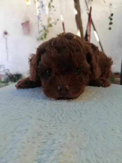 Teacup Poodle Köpeğimiz