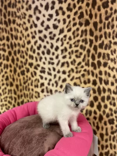 British Shorthair Blue Point Yavrularim