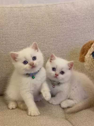 British Shorthair Safkan Yavrularim