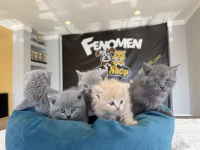 British Shorthair Yavrular Scottish Fold Yavrular Ankara
