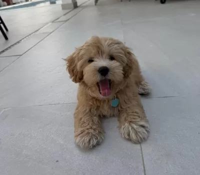 Tr Nin En Özel Maltipoo Yavruları