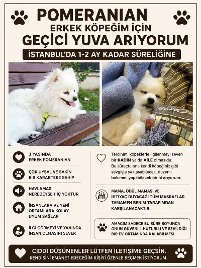 Pomeranian cinsi köpeğim için geçici yuva arıyorum
