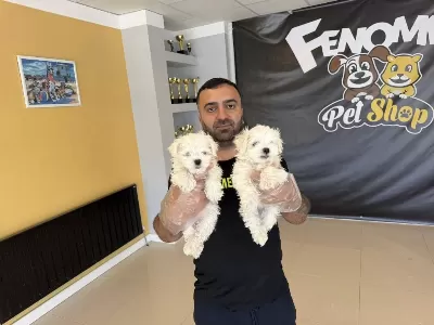 Kar Beyaz Maltese Terrier Yavrularimiz Ankara