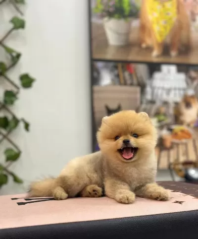 Ayı Surat Pomeranian Yavru Korekan Ankarada Tek