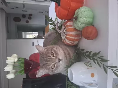 1.5 Yaşında Kısır Erkek Kedimiz