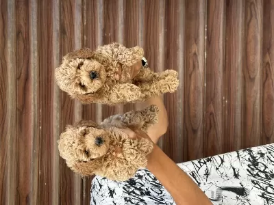 Sağlıklı A Kalite Orjinal Poodle