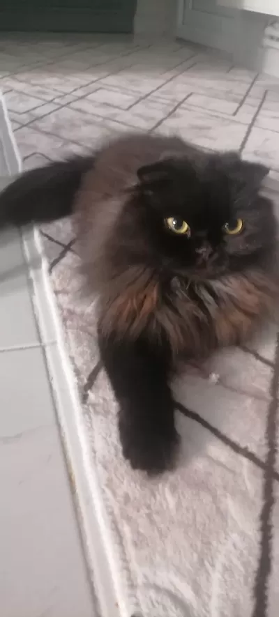 Sağlıklı Dişi Cins Kedimiz