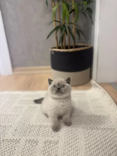 British Shorthair Blue Point