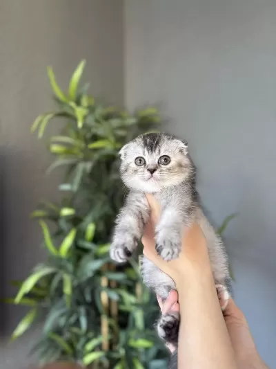 Scottish Fold İrk Garantili Yavrularim