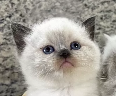 British Shorthair Sevimli Yavrularim