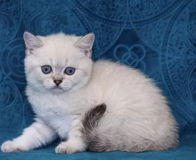 British Shorthair Silver Yavrularim