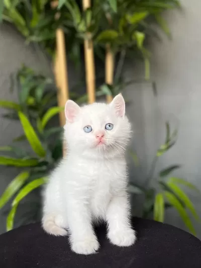 British Shorthair Red Point Yavrularim