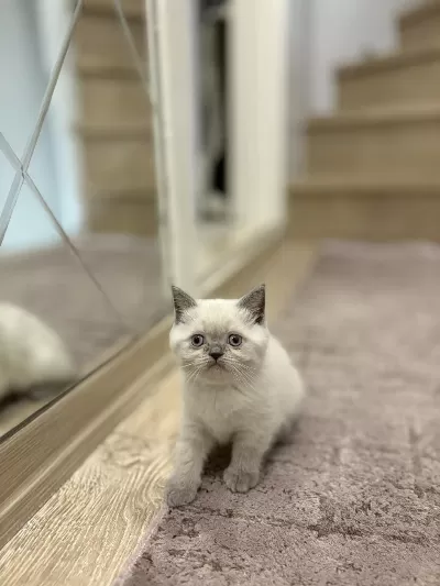 British Shorthair Blue Point Yavrularim