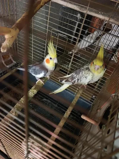 Tecrübeli Sultan Papağanı Takım