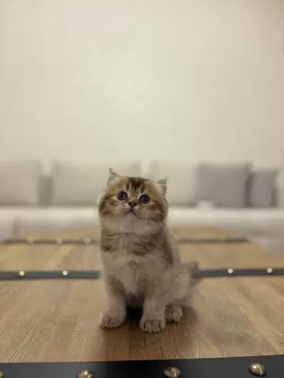 British Shorthair Golden Yavrularim