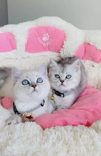 Maviş Point Ve Silver Brıtısh Shorthair Bebekleirm