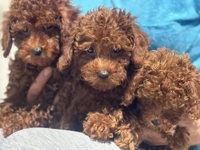 Wc Eğitimli Redbrown Toy Poodle Yavrularımız
