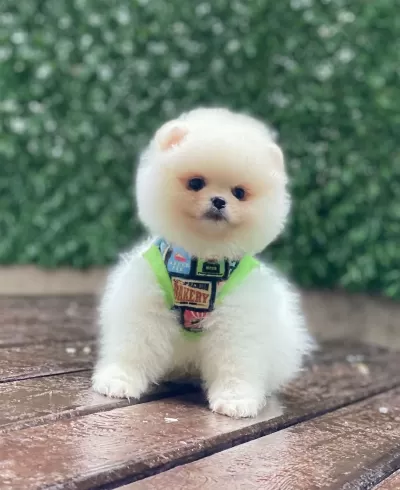 Üst Kalite Pomeranian Boo