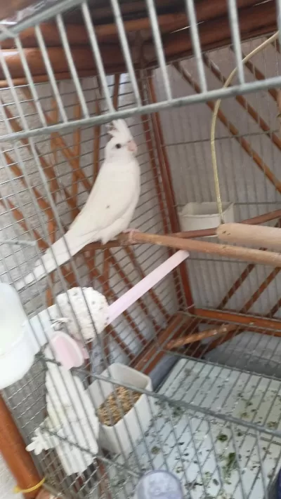 Dişi Albino Sultan Papağanı