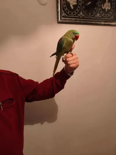 Acil Satılık Alexander Papağanı 3 Aylık