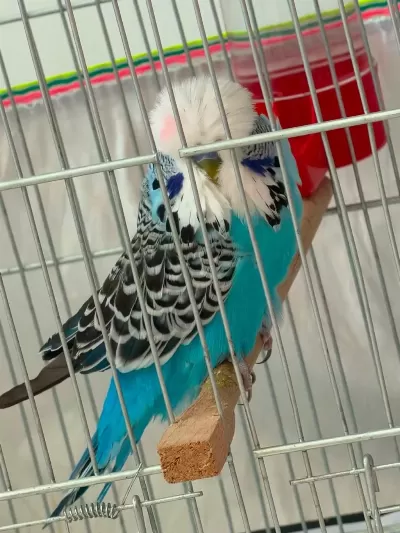 Erkek Show Jumbo Muhabbet Kuşu