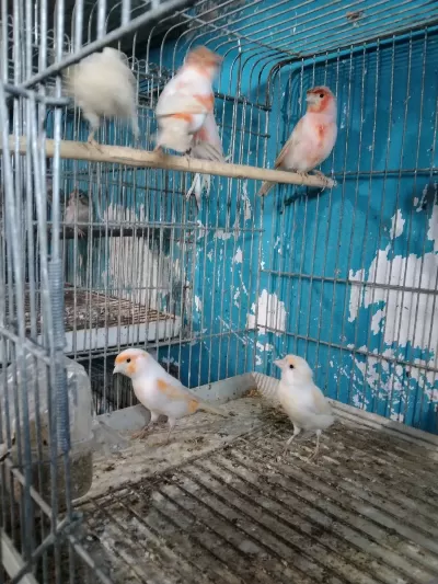 Her Tür Kanarya Mevcuttur