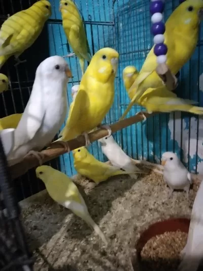 Her Renk Muhabbet Kuşu