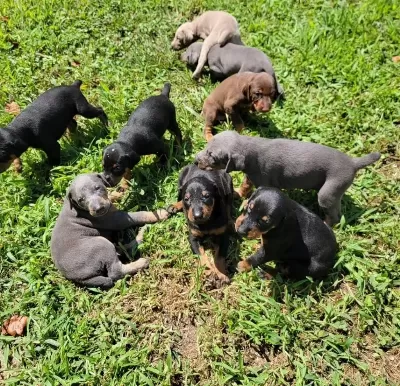 İrkının En İyisi Doberman Yavrular Kapıda Ödeme Mevcut