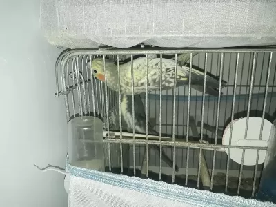 Sultan Papağanı Çiftler Yuva Hazırlığında
