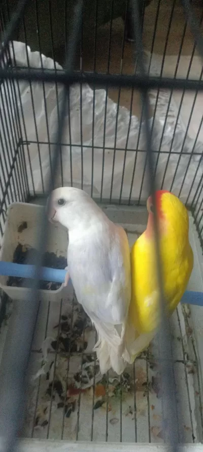 Takım Sevda Papağanları