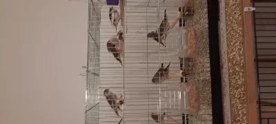 7 Takım Zebra İspinozu Ve 2 Yavruları