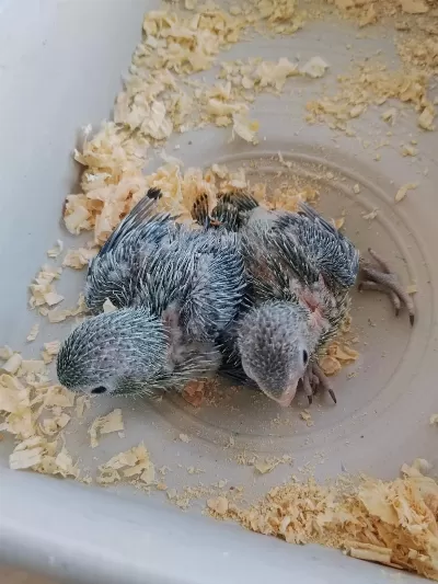 Bebek Forpus Papağanı