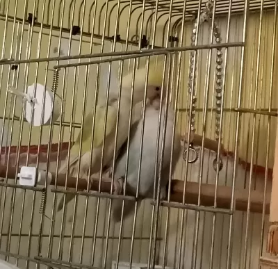 Yüksek Mutasyon Sevda Papağani Takimi