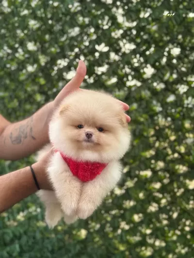 Sevimli Pomeranian Boo Yavrular