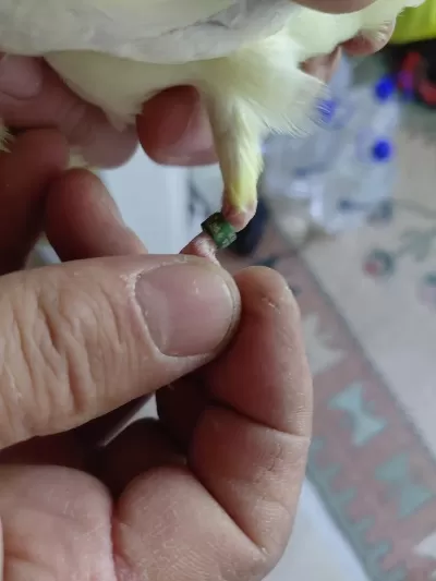 Sağlıklı Sultan Papağanı