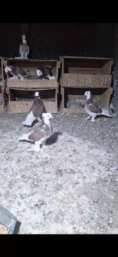 Harika Alalar Erkek Dişi Yavru Damızlık Güvercin