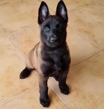 Uygun Belçika Malinois Köpekler
