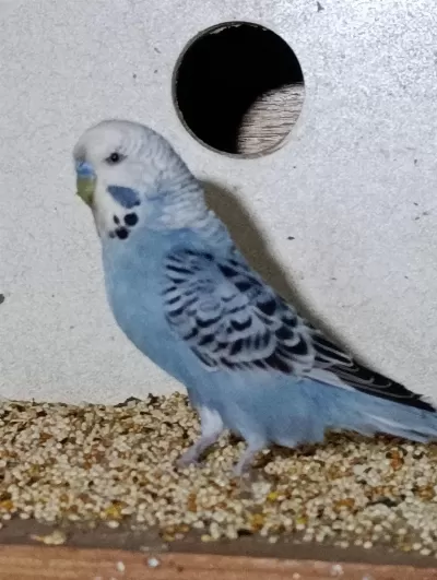 Harika Bebek Muhabbet Kuşu