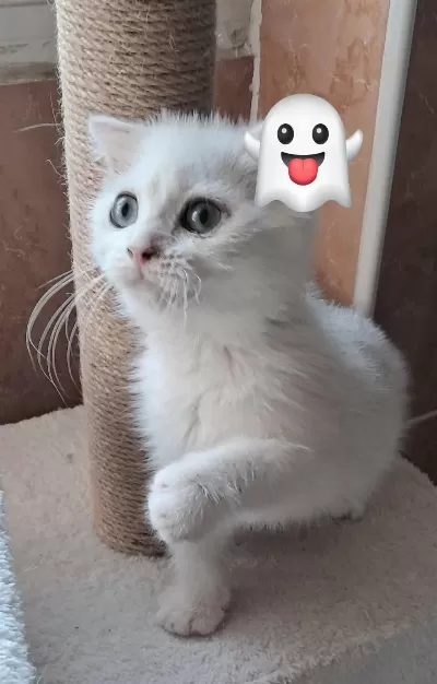Sağlıklı Yakışıklı Kedicik
