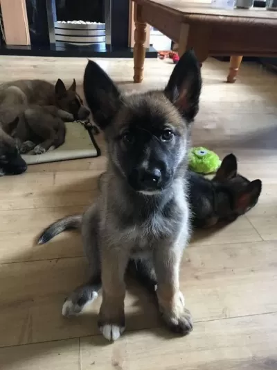 Uygun Ve Üst Düzey Belçika Malinois Yavrularimiz