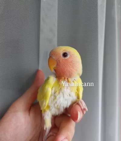 Yavru Sevda Papağanı