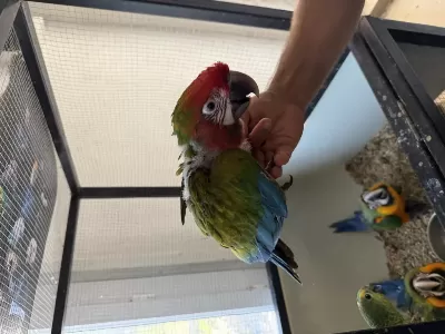 Resmi Belgeli Calico Macaw Papağanı El Besleme Yavru