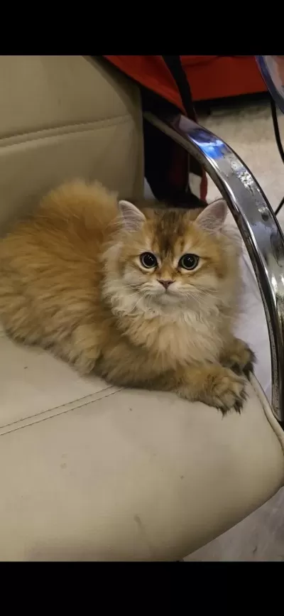 British Longhair 8 Aylık Erkek