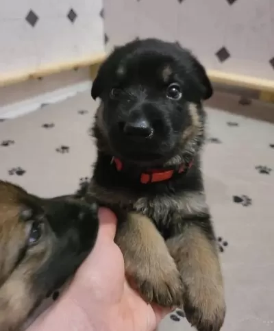 Orjinal Alman Kurdu Köpeğimiz